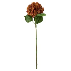 Hortensie Antik, Braun, 70 Cm