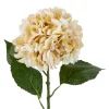 Hortensie Antik, Creme, 70 Cm