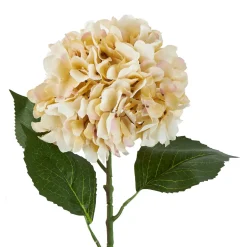 Hortensie Antik, Creme, 70 Cm