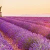 Jumboposter Lavender Horizon, Nr. 17