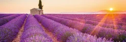 Jumboposter Lavender Horizon, Nr. 17