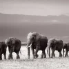 Jumboposter Line Of Elephants, Nr. 27