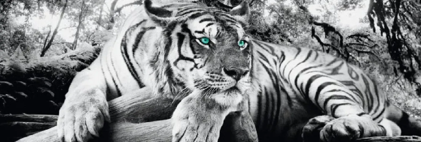 Jumboposter Tiger, Nr. 3