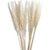 Pampasgras, Creme, 78 Cm