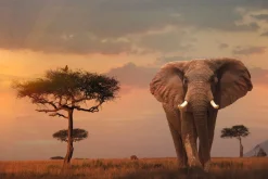 Poster African Wildlife Elephant, Nr. 4