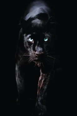 Poster Black Panther, Nr. 179
