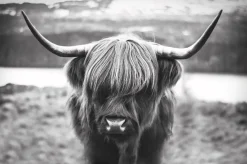 Poster Cattle, Nr. 27