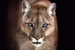 Poster Cougar, Nr. 192