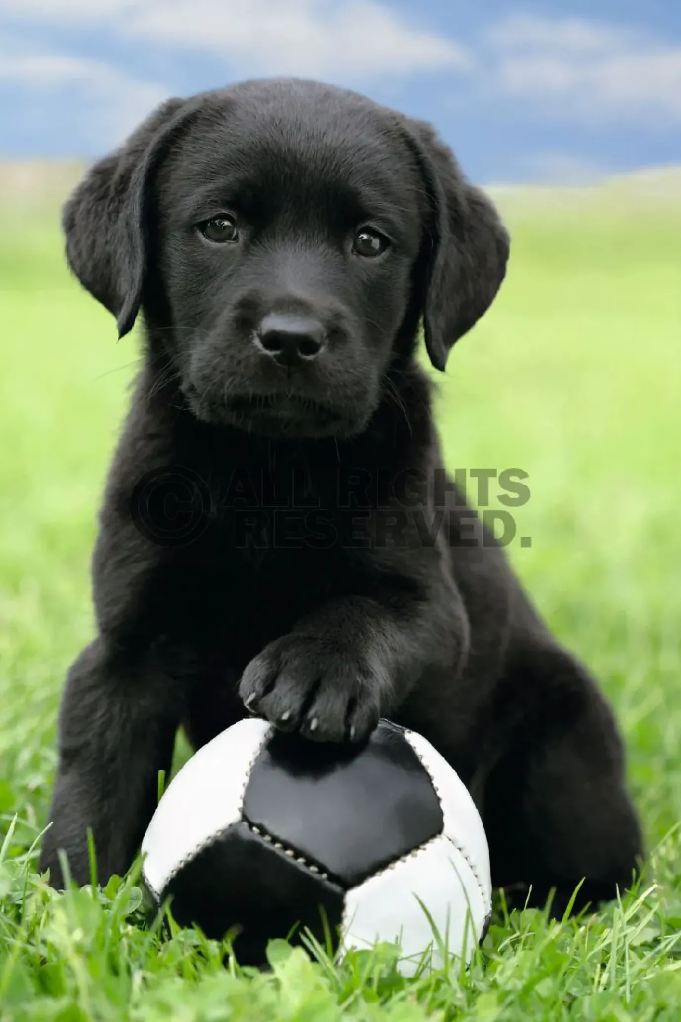 Poster Dog - Labrador Football, Nr. 65