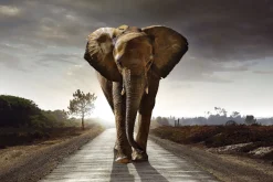 Poster Elephant King, Nr. 200