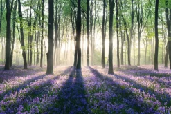 Poster Enchanted Forest, Nr. 11