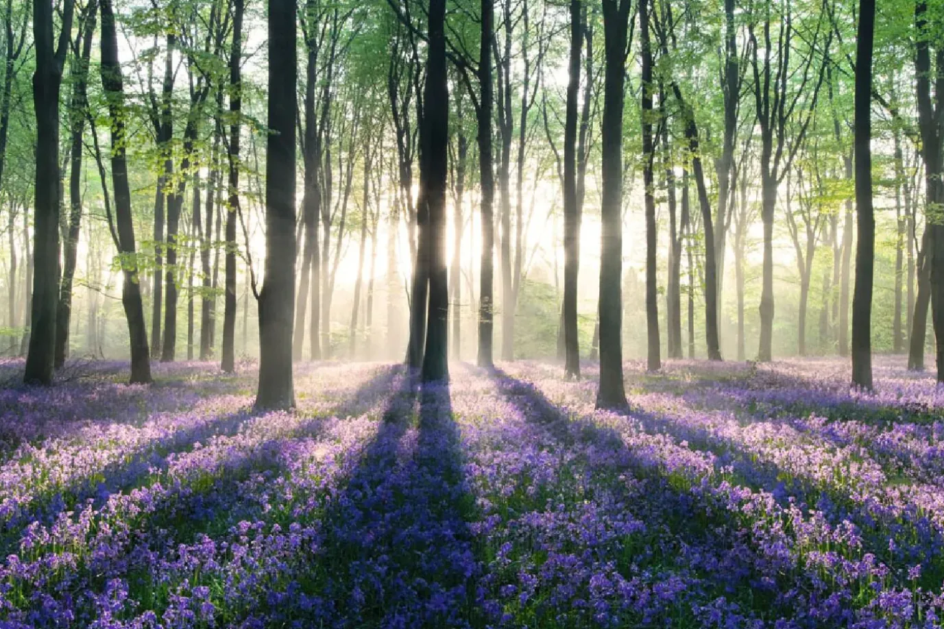 Poster Enchanted Forest, Nr. 11