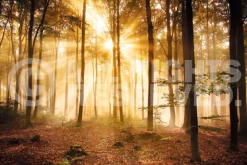 Poster Enlightened Forest, Nr. 187