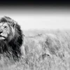 Poster Kings Of Nature - Lion, Nr. 129