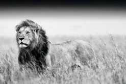 Poster Kings Of Nature - Lion, Nr. 129