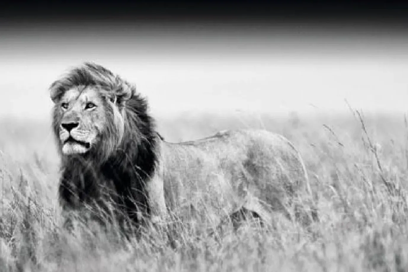 Poster Kings Of Nature - Lion, Nr. 129