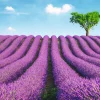 Poster Lavender Field, Nr. 147