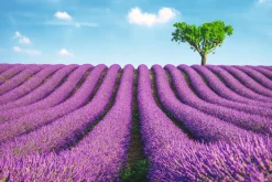 Poster Lavender Field, Nr. 147