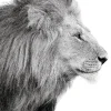 Poster Lions Profile, Nr. 100