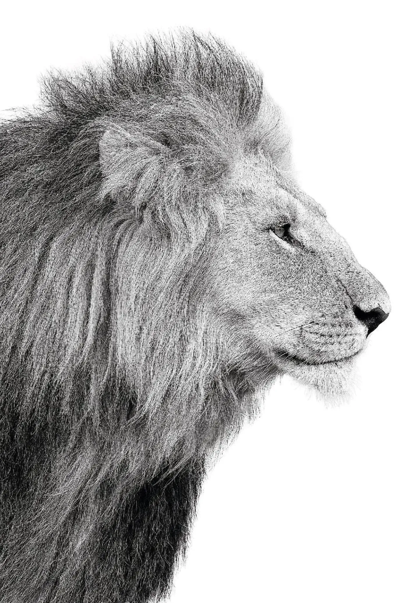 Poster Lions Profile, Nr. 100