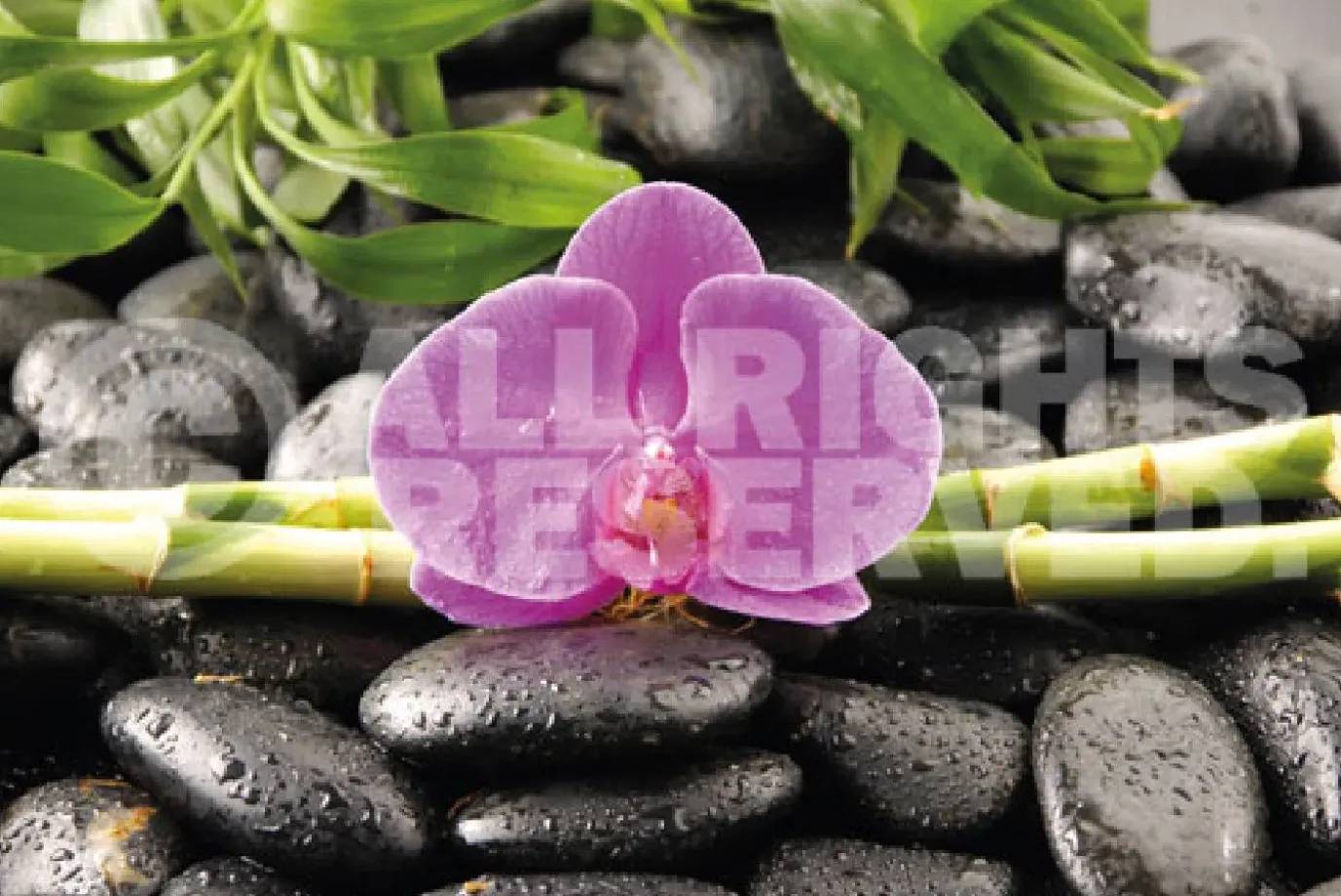 Poster Orchidee, Nr. 81