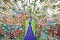 Poster Pfau, Nr. 231