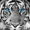 Poster Tiger Blue Eyes, Nr. 48