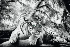 Poster Tiger Is Watching You, Nr. 137