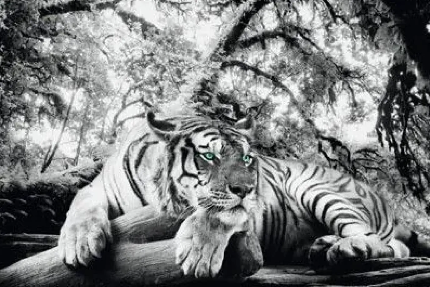 Poster Tiger Is Watching You, Nr. 137