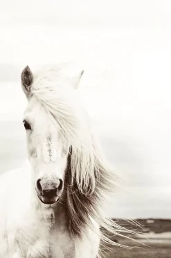 Poster White Horse, Nr. 62