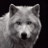 Poster White Wolf - Blue Eyes, Nr. 93