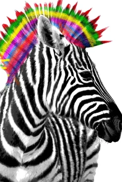 Poster Zebra Punk, Nr. 238