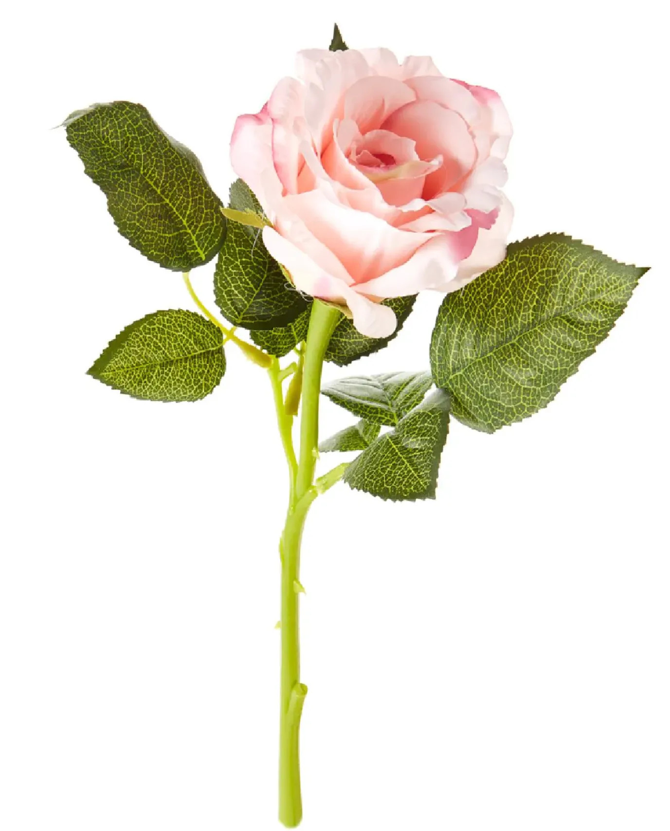 Rose, 30 Cm, Apricot