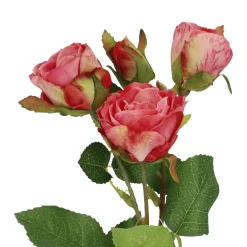 Rose Alina, 3 Blüten/dunkelrosa, 38 Cm