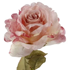 Rose Theresa, Rosa, 63 Cm