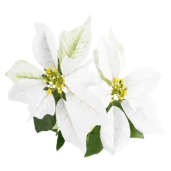 Weihnachtsstern 2 Blüten/weiß, 31 Cm